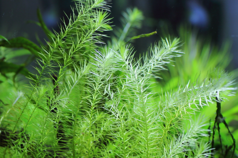 植栽から46日目　マヤカ